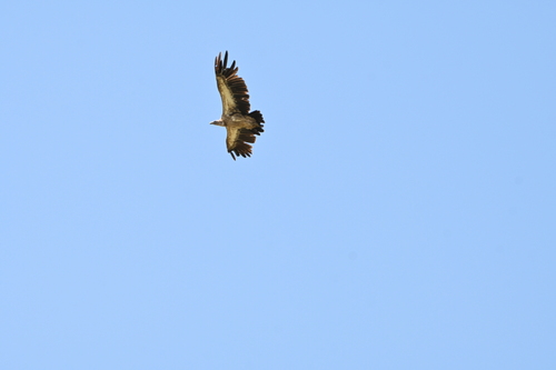 Himalayan Griffon