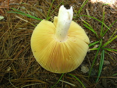 Russula aurea