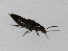 Philonthus carbonarius