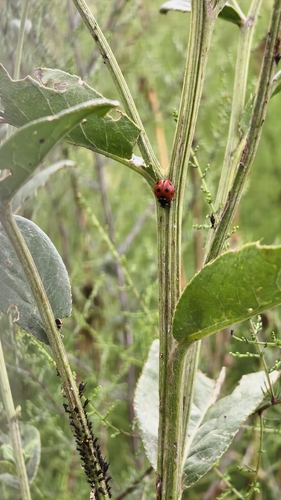 Seven-spotted Lady Beetle