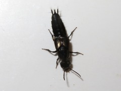 Philonthus splendens