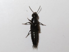 Philonthus splendens