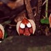 Aristolochia salvadorensis - Photo (c) Nestor Herrera,  זכויות יוצרים חלקיות (CC BY-NC), הועלה על ידי Nestor Herrera