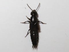 Philonthus splendens