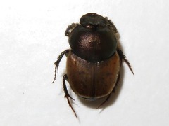 Onthophagus coenobita