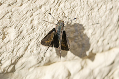 Lon melane vitellina