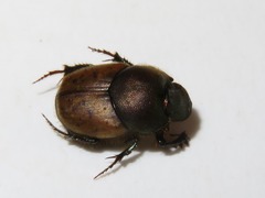 Onthophagus coenobita
