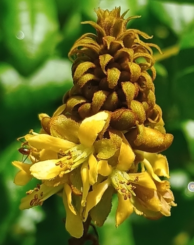 Guilandina bonduc observed 2026-07-28