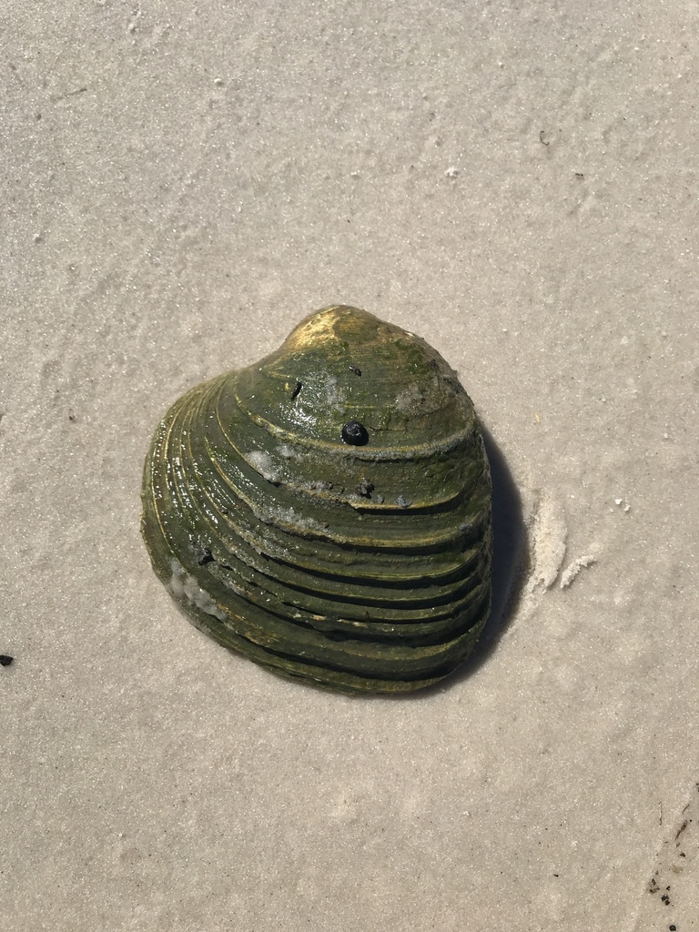 southern quahog