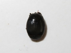 Margarinotus brunneus