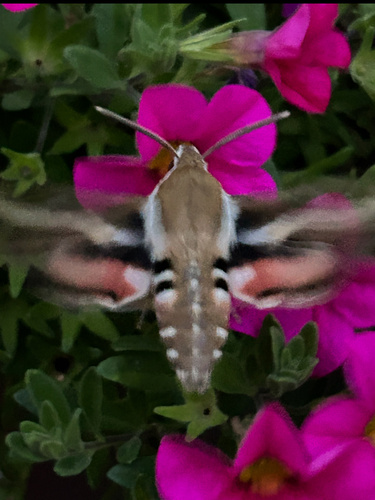 Bedstraw Hawkmoth