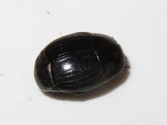 Margarinotus brunneus