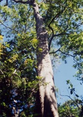 Brosimum alicastrum