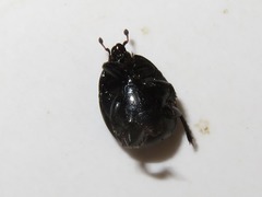 Margarinotus brunneus