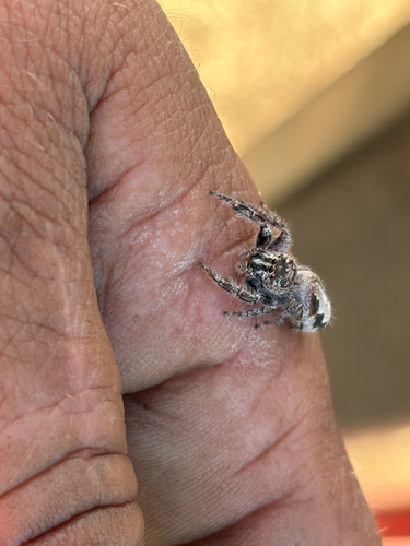 Superb Jumping Spider
