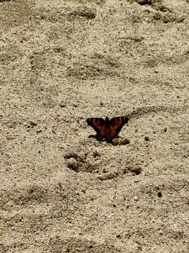 iNaturalist observation photo of California Tortoiseshell
