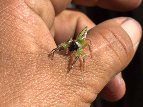 Green Jumping Spider