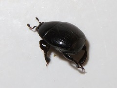 Margarinotus brunneus