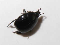 Margarinotus brunneus