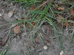Eragrostis multicaulis
