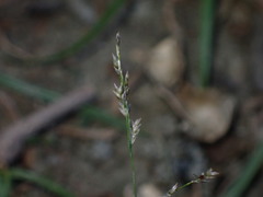 Eragrostis multicaulis