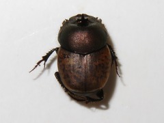 Onthophagus coenobita