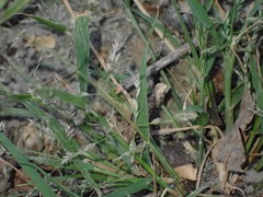 Eragrostis multicaulis