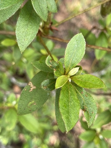 Rhododendron simsii observed 2026-07-19