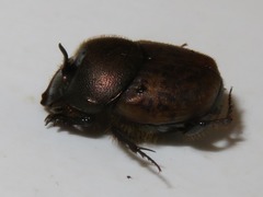 Onthophagus coenobita
