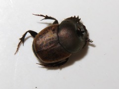 Onthophagus coenobita