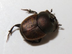 Onthophagus coenobita