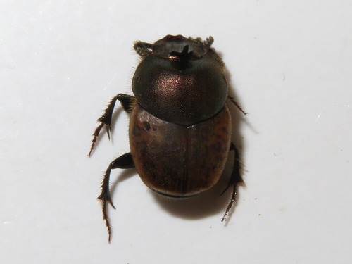 metallic horned dung beetle, Leidschendam, Nederland, photo 7 of 10