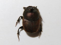 Onthophagus coenobita