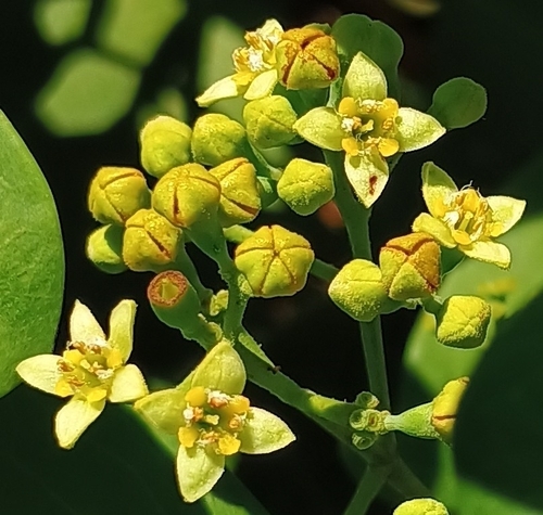 Santalum ellipticum observed 2026-07-28