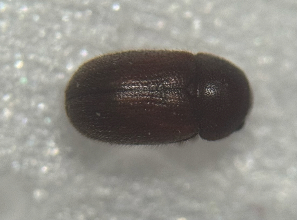 Sphindus americanus