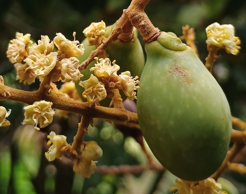 Sapindus oahuensis observed 2026-07-28