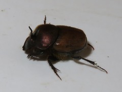 Onthophagus coenobita