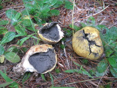 Scleroderma meridionale