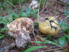 Scleroderma meridionale