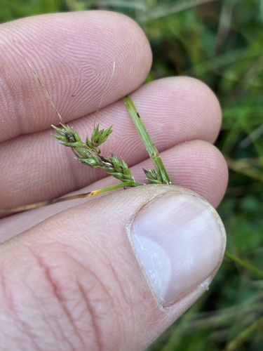 Carex inversa observed 2026-07-29