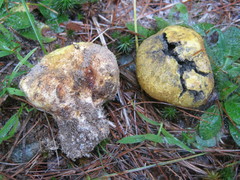 Scleroderma meridionale