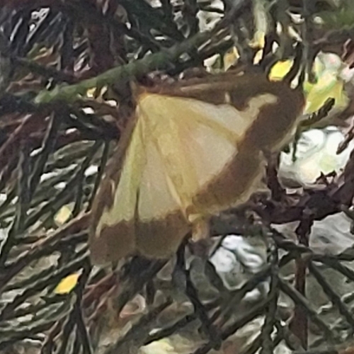 Box Tree Moth photo 6