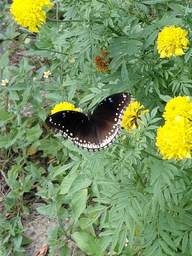 Great Eggfly