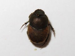 Onthophagus coenobita