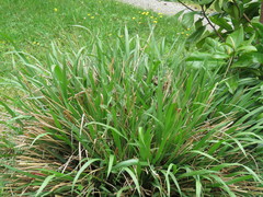 Tripsacum dactyloides