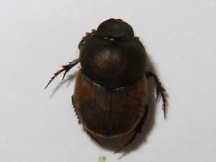 Onthophagus coenobita