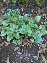 Brunnera