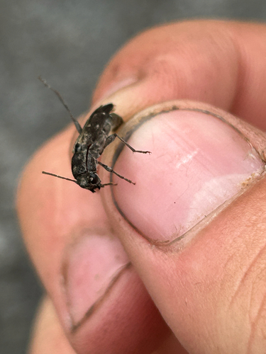 iNaturalist observation photo of Xylotrechus nauticus