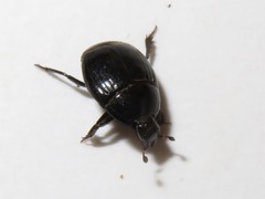 Margarinotus brunneus