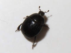 Margarinotus brunneus